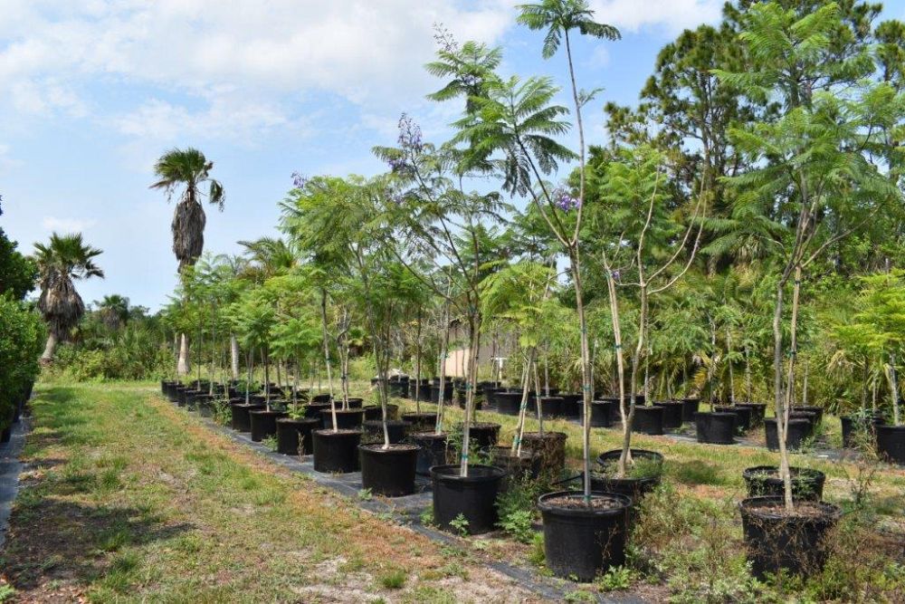 jacaranda-mimosifolia-jacaranda-tree