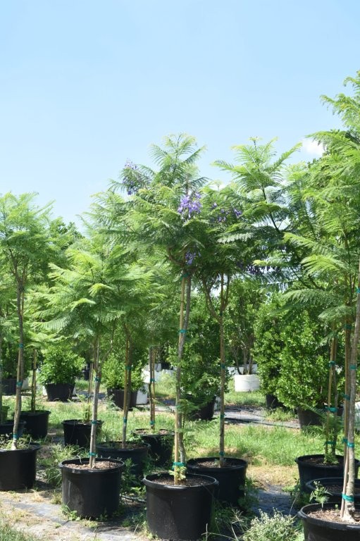jacaranda-mimosifolia-jacaranda-tree