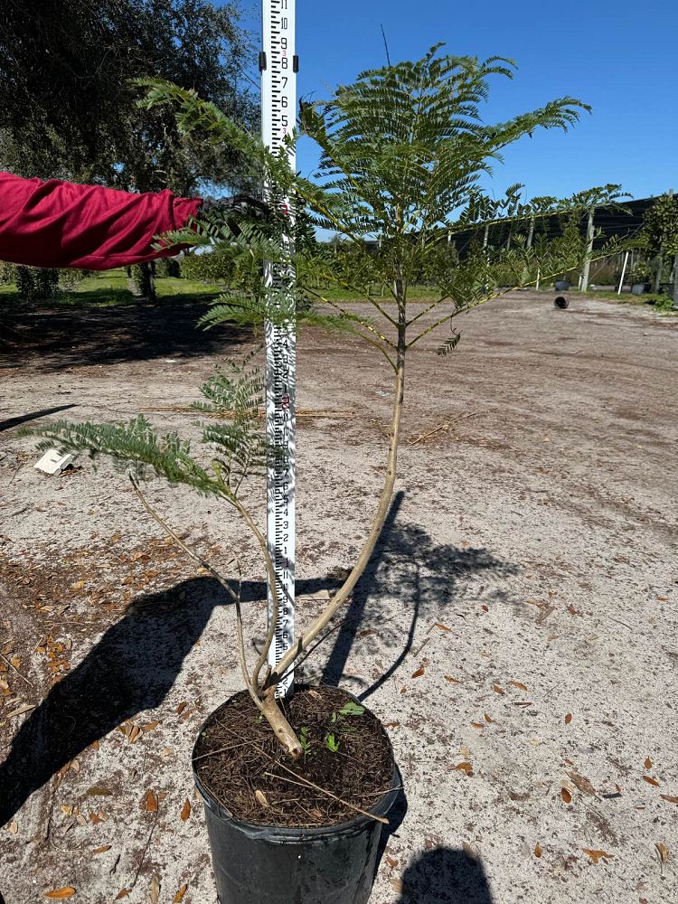 jacaranda-mimosifolia-jacaranda-tree