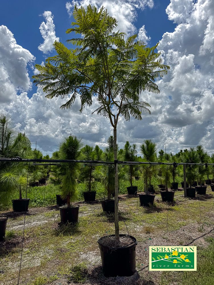 jacaranda-mimosifolia-jacaranda-tree