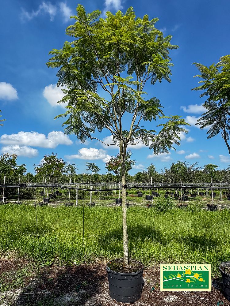 jacaranda-mimosifolia-jacaranda-tree