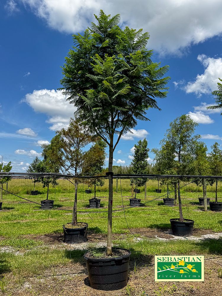 jacaranda-mimosifolia-jacaranda-tree