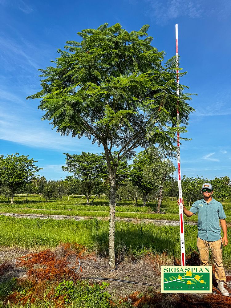 jacaranda-mimosifolia-jacaranda-tree