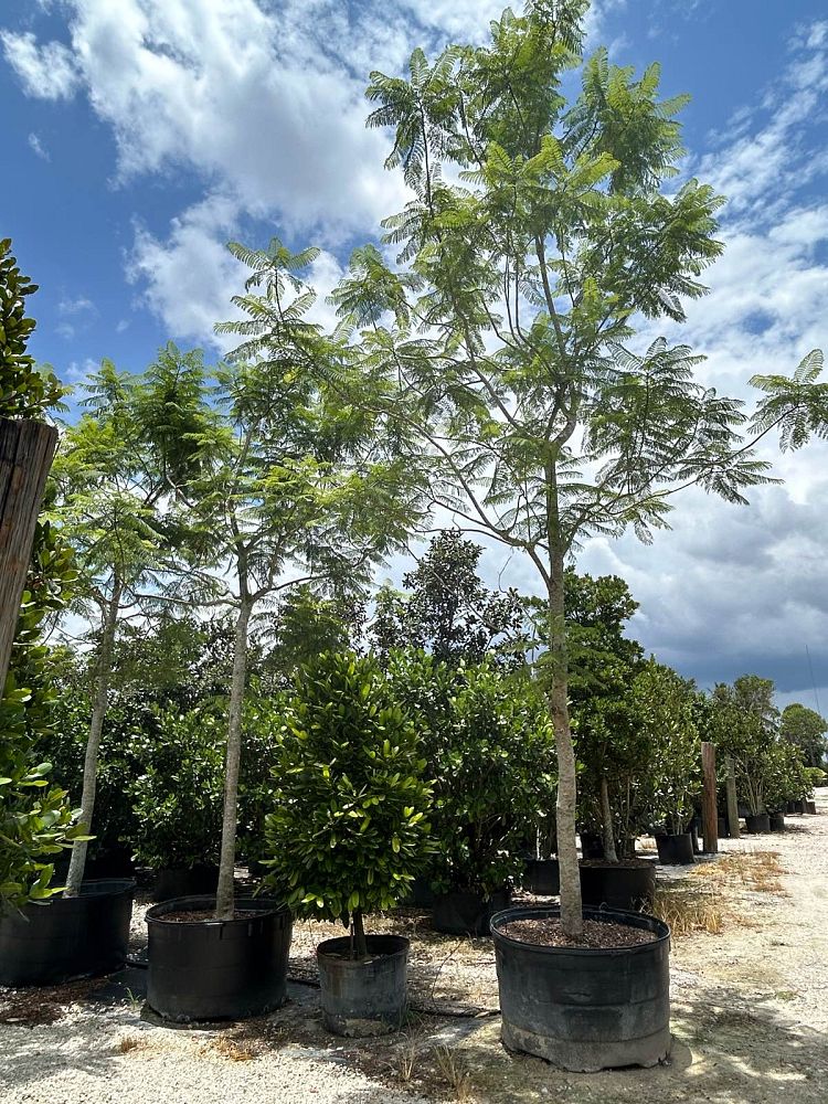 jacaranda-mimosifolia-jacaranda-tree