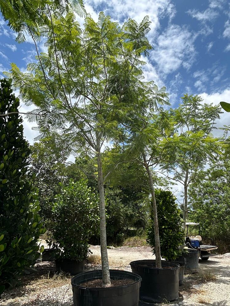 jacaranda-mimosifolia-jacaranda-tree