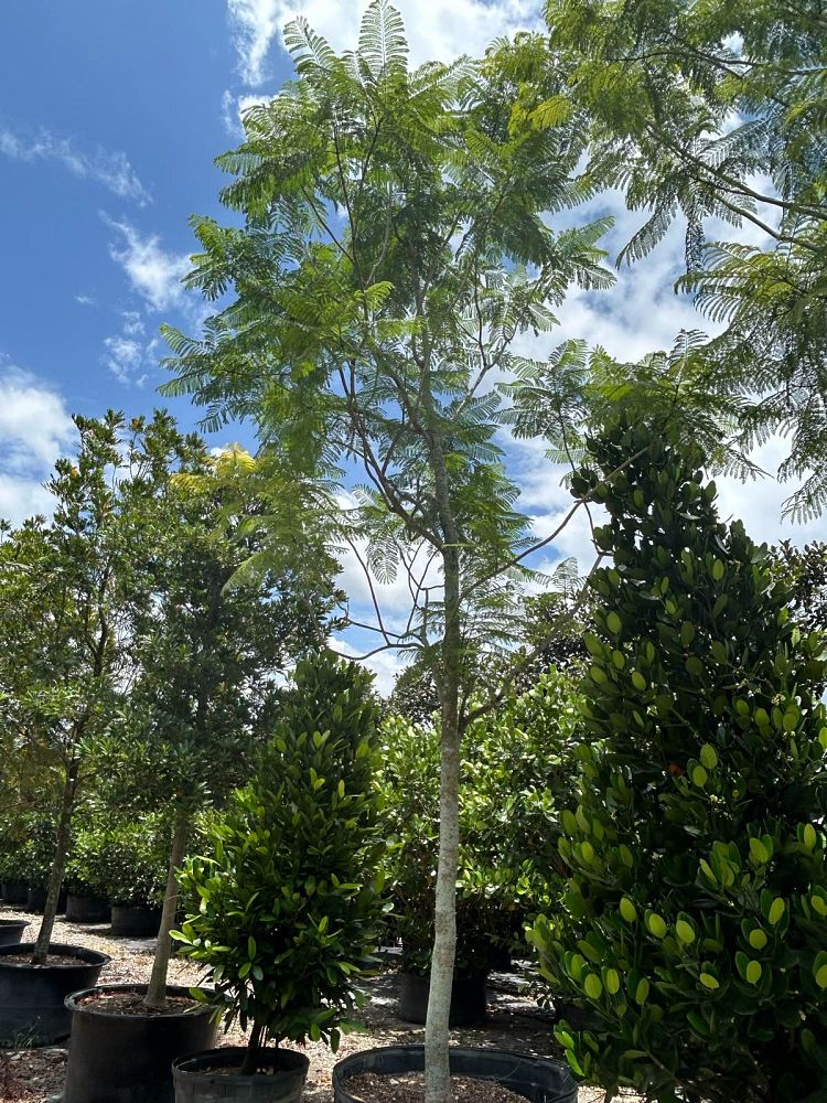 jacaranda-mimosifolia-jacaranda-tree