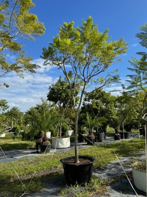 jacaranda-mimosifolia-jacaranda-tree