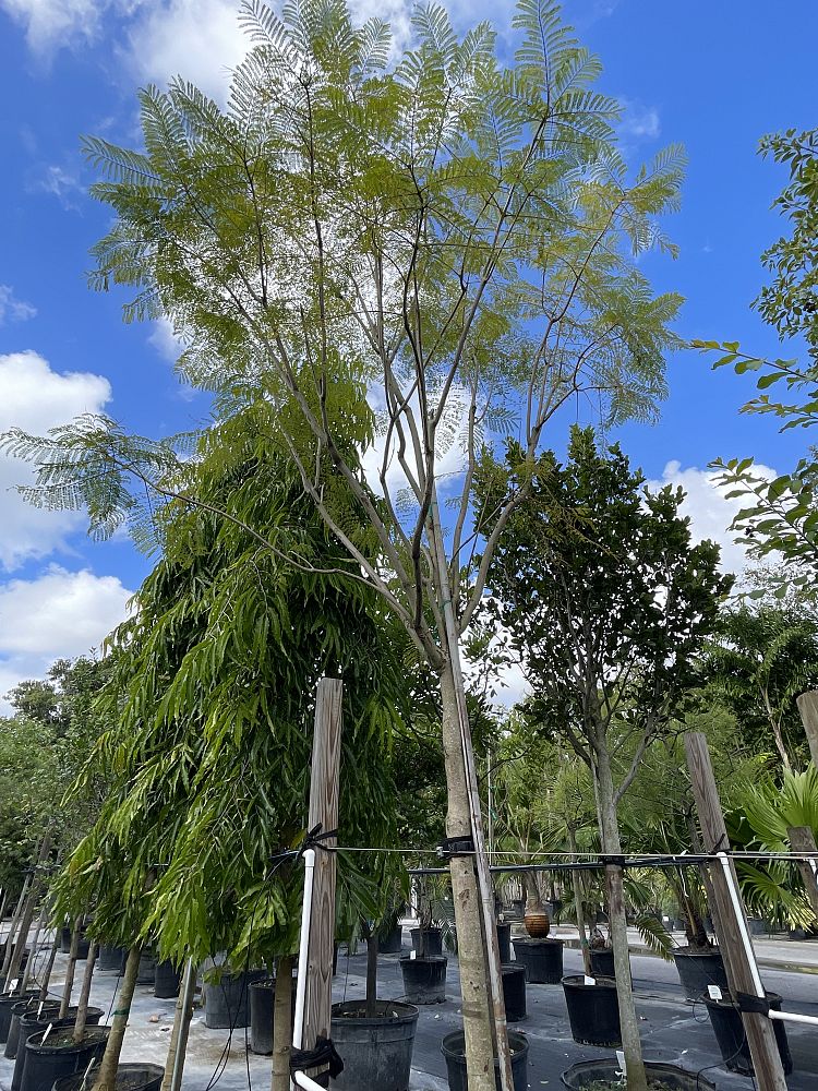 jacaranda