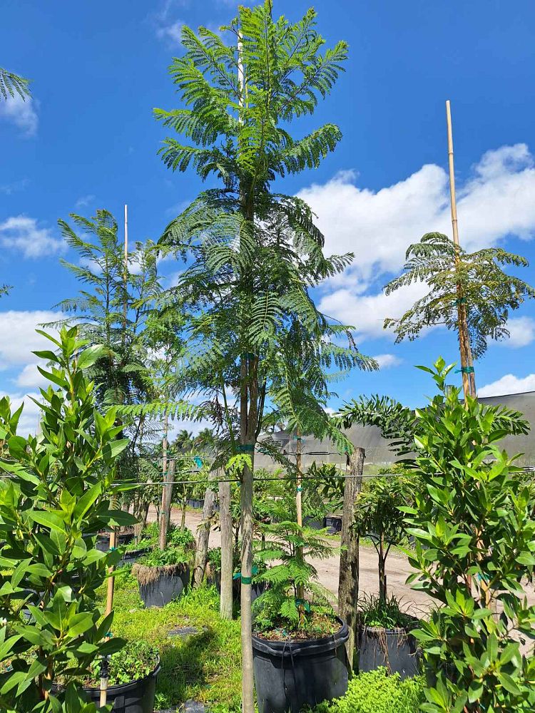 jacaranda