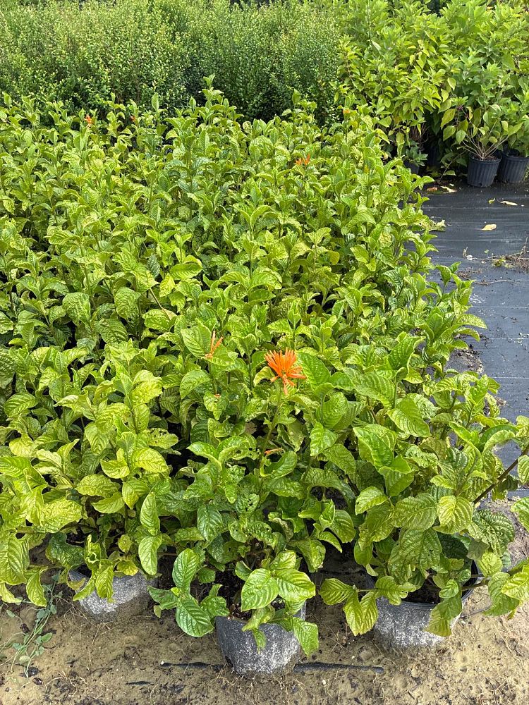 jacobinia-spicigera-mexican-honeysuckle