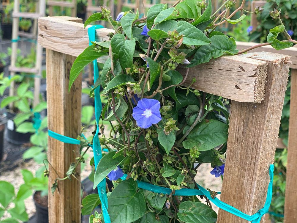 jacquemontia-pentanthos-skyblue-cluster-vine