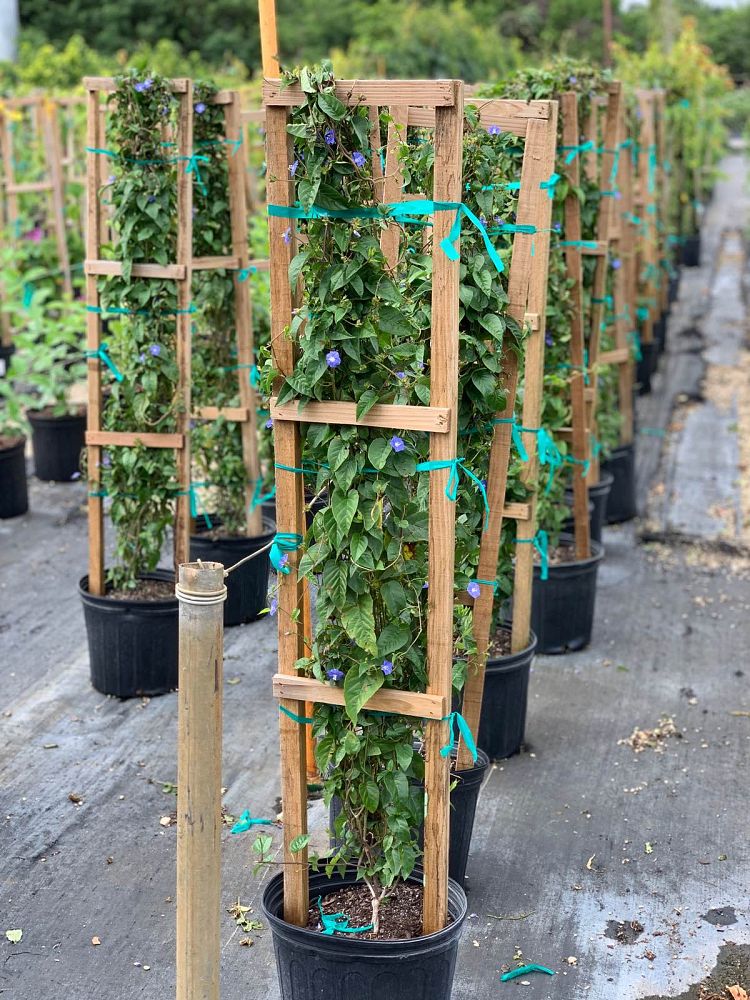jacquemontia-pentanthos-skyblue-cluster-vine