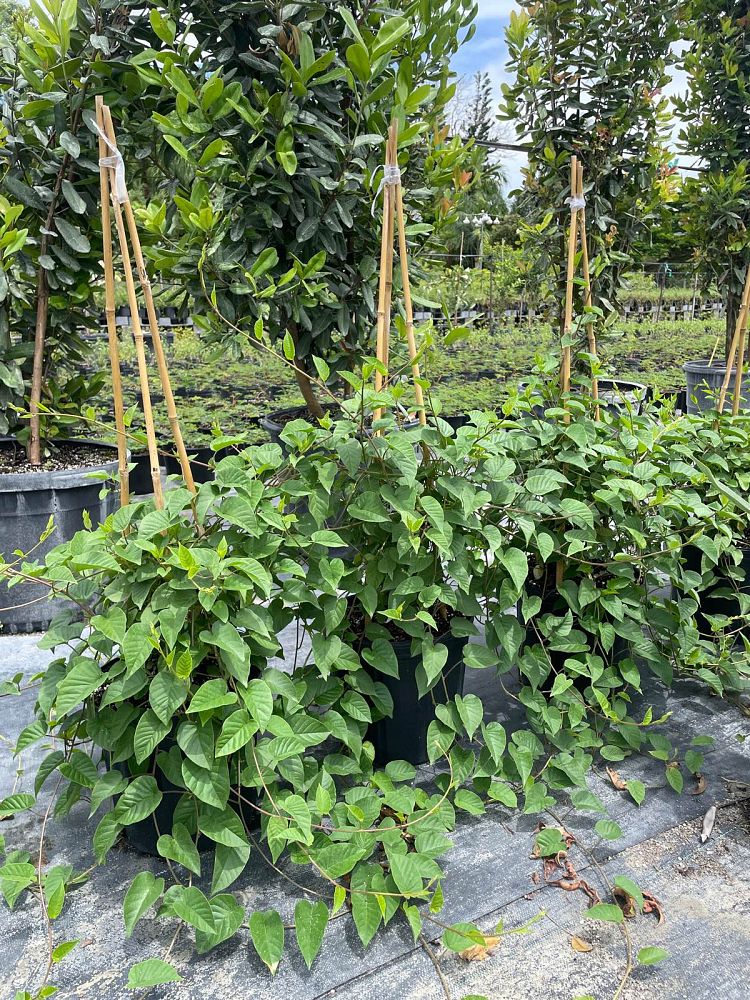 jacquemontia-pentanthos-skyblue-cluster-vine