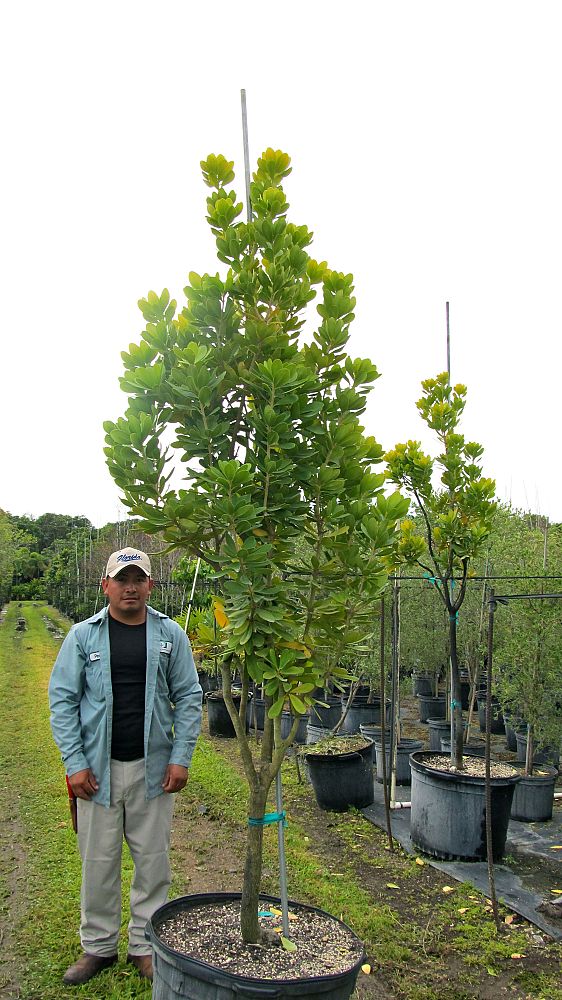 jacquinia-bahamensis-bahama-joewood
