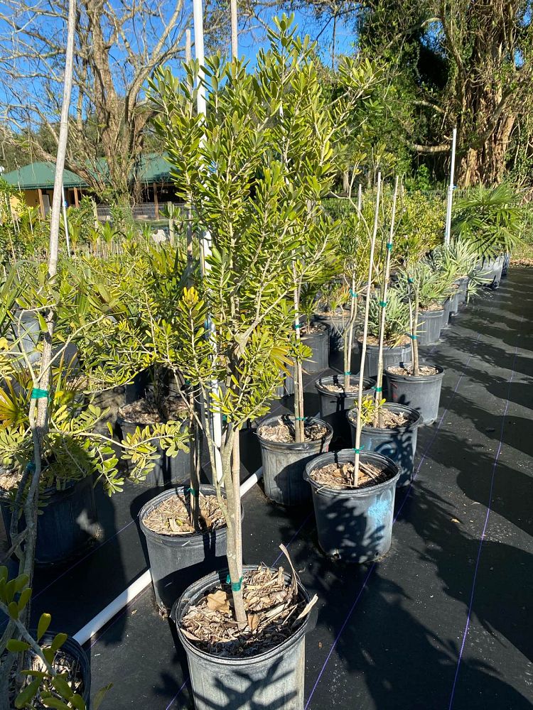 jacquinia-keyensis-joewood