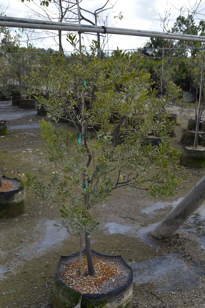 jacquinia-keyensis-joewood