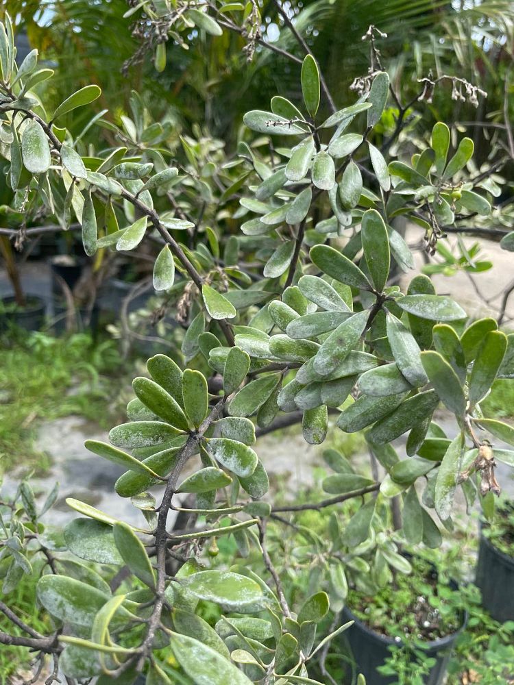 jacquinia-keyensis-joewood