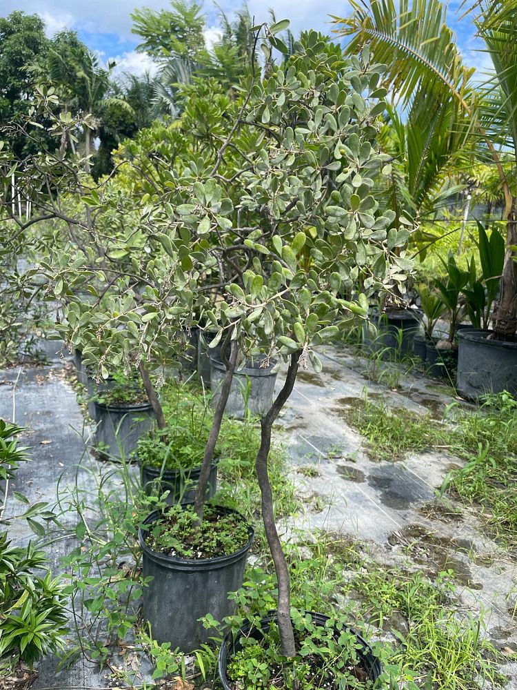 jacquinia-keyensis-joewood