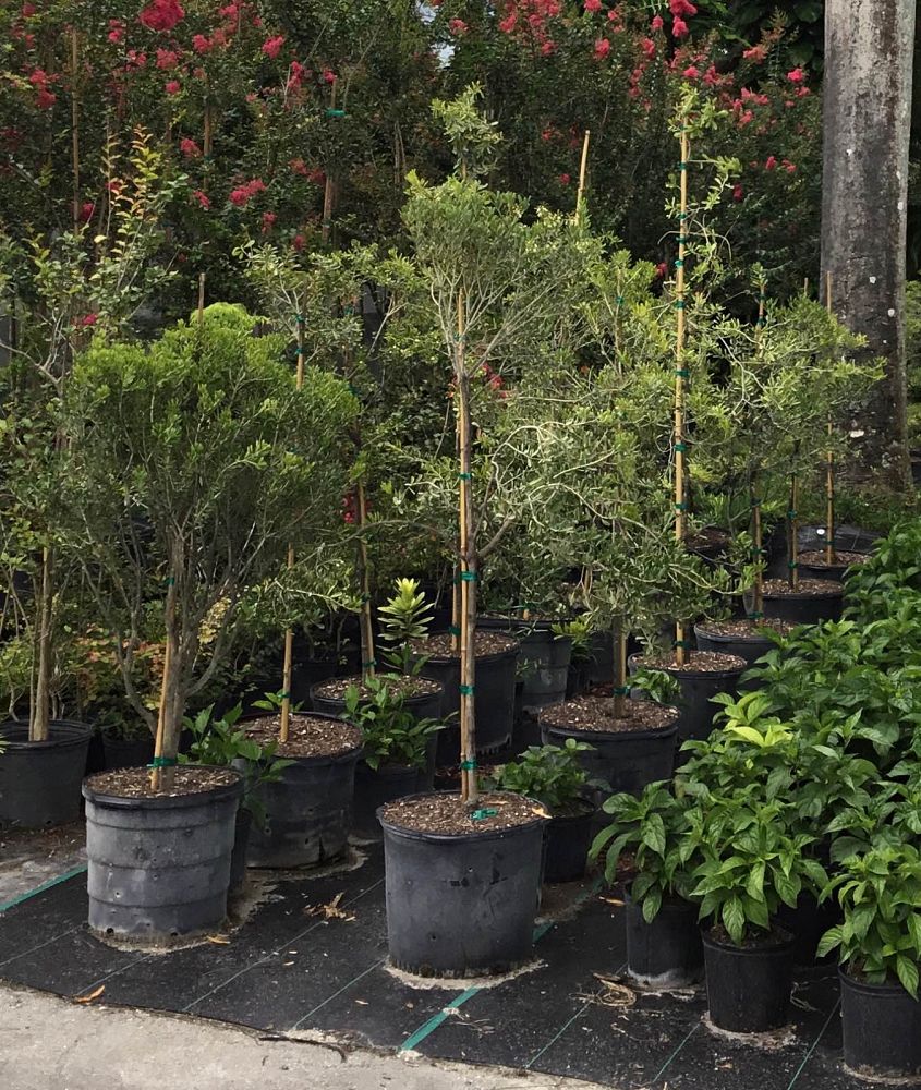 jacquinia-keyensis-joewood