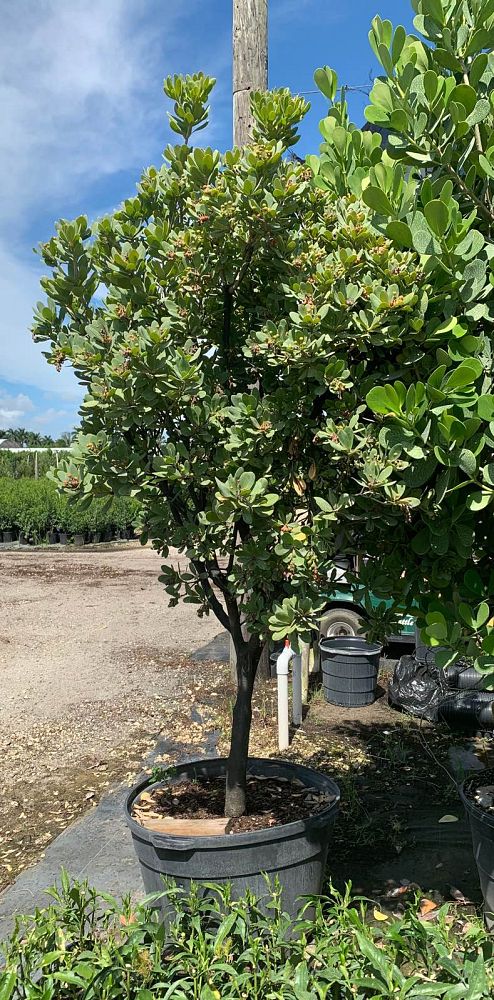 jacquinia-keyensis-joewood