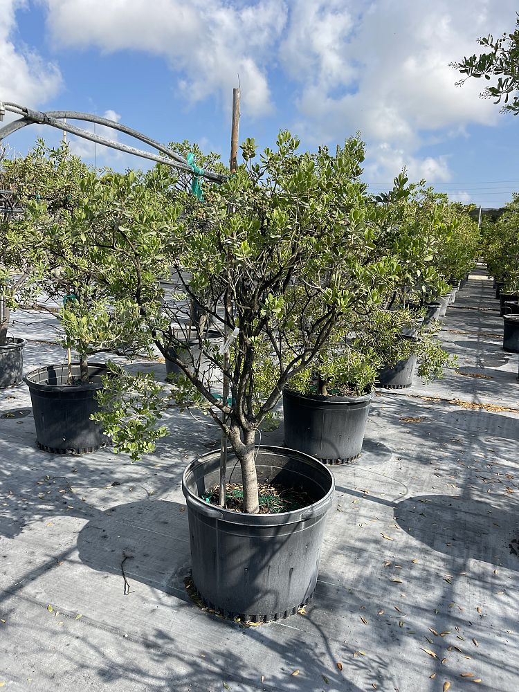 jacquinia-keyensis-joewood
