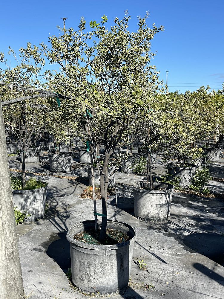 jacquinia-keyensis-joewood