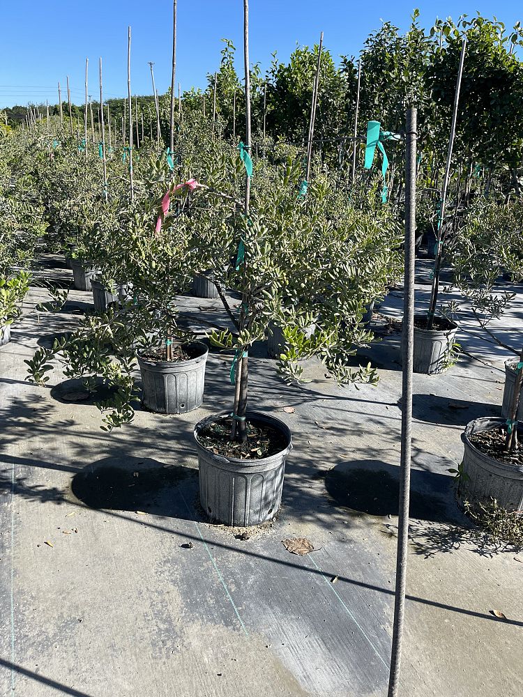 jacquinia-keyensis-joewood