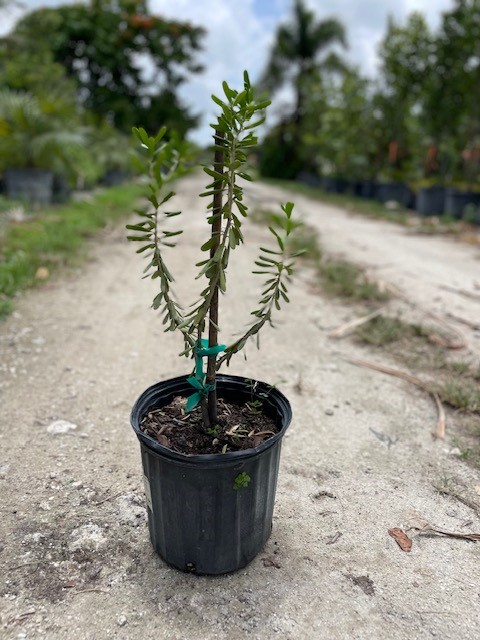 jacquinia-keyensis-joewood