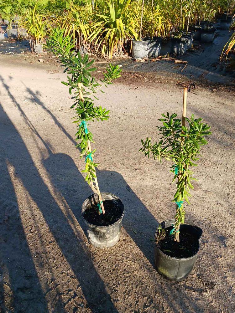 jacquinia-keyensis-joewood