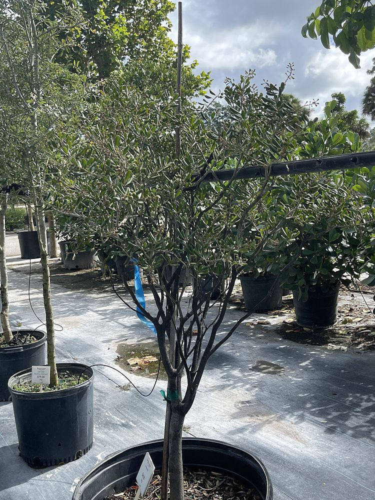 jacquinia-keyensis-joewood