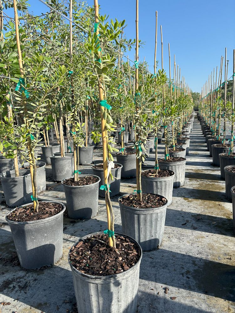 jacquinia-keyensis-joewood