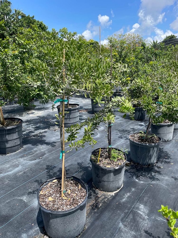 jacquinia-keyensis-joewood