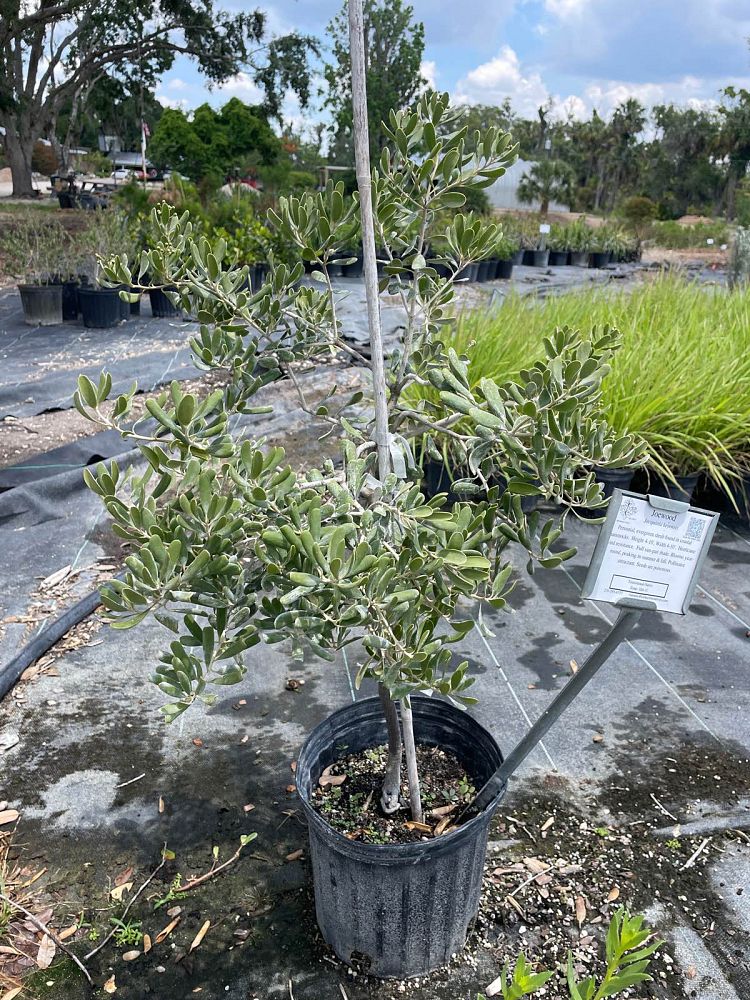 jacquinia-keyensis-joewood
