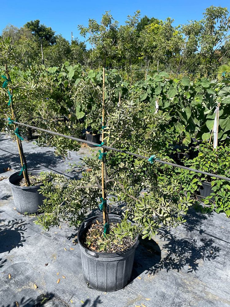 jacquinia-keyensis-joewood