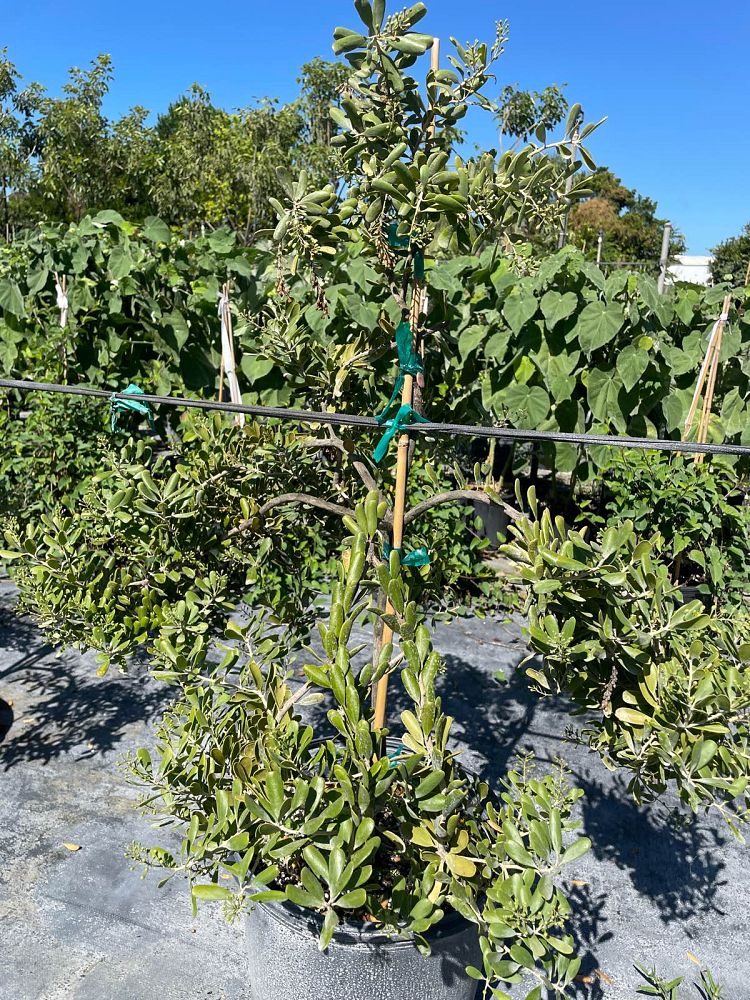 jacquinia-keyensis-joewood