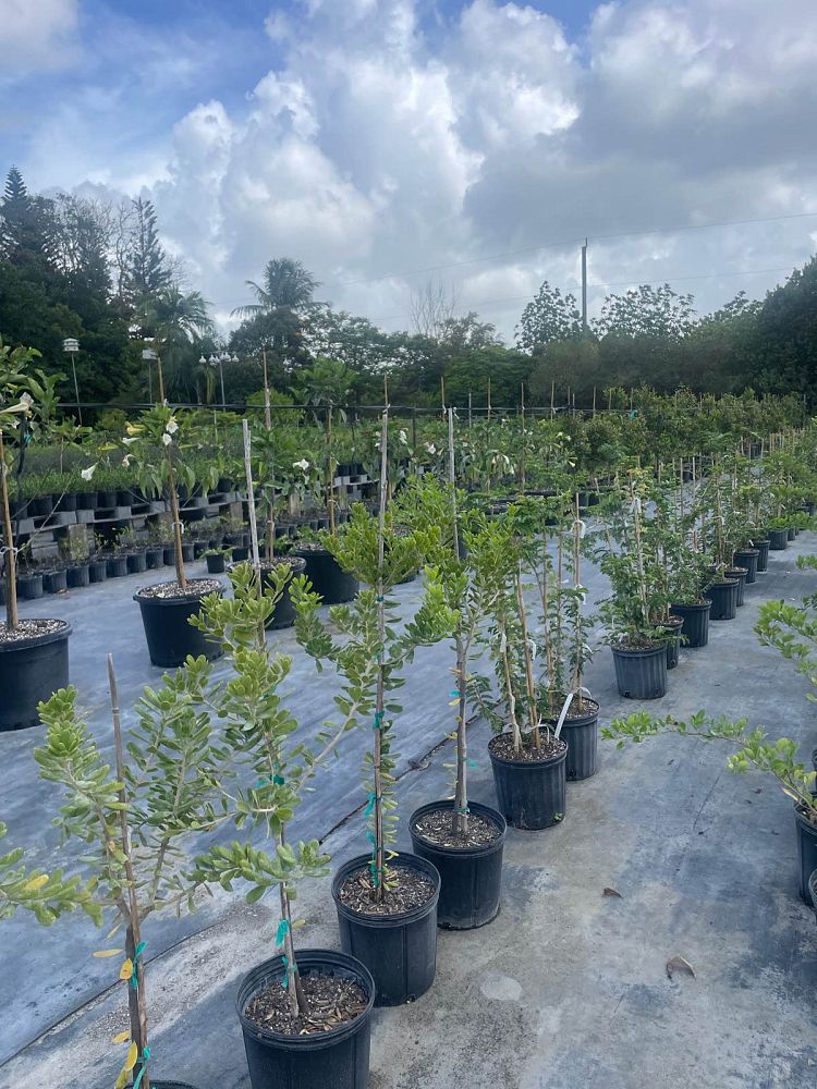 jacquinia-keyensis-joewood