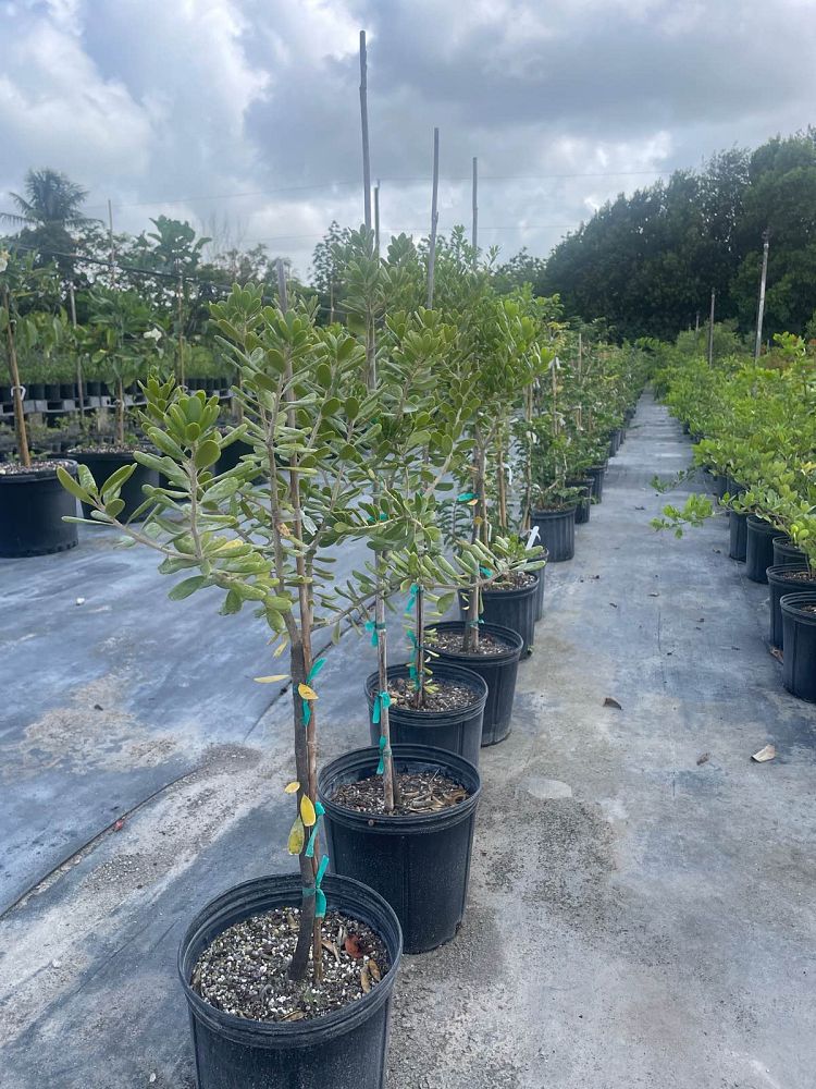 jacquinia-keyensis-joewood