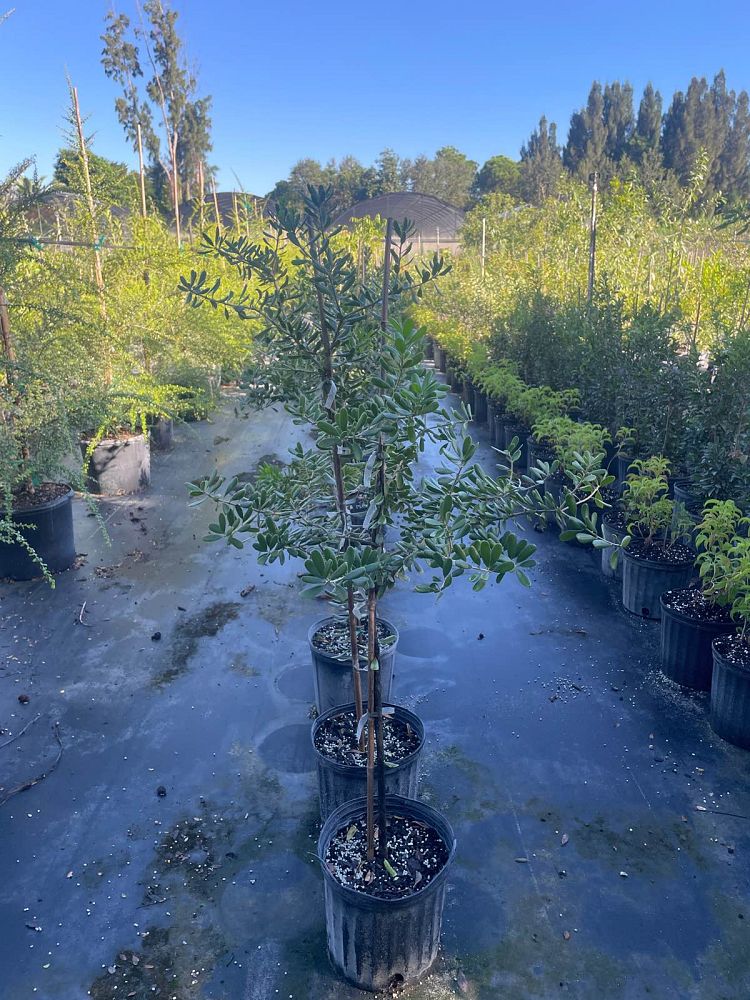jacquinia-keyensis-joewood