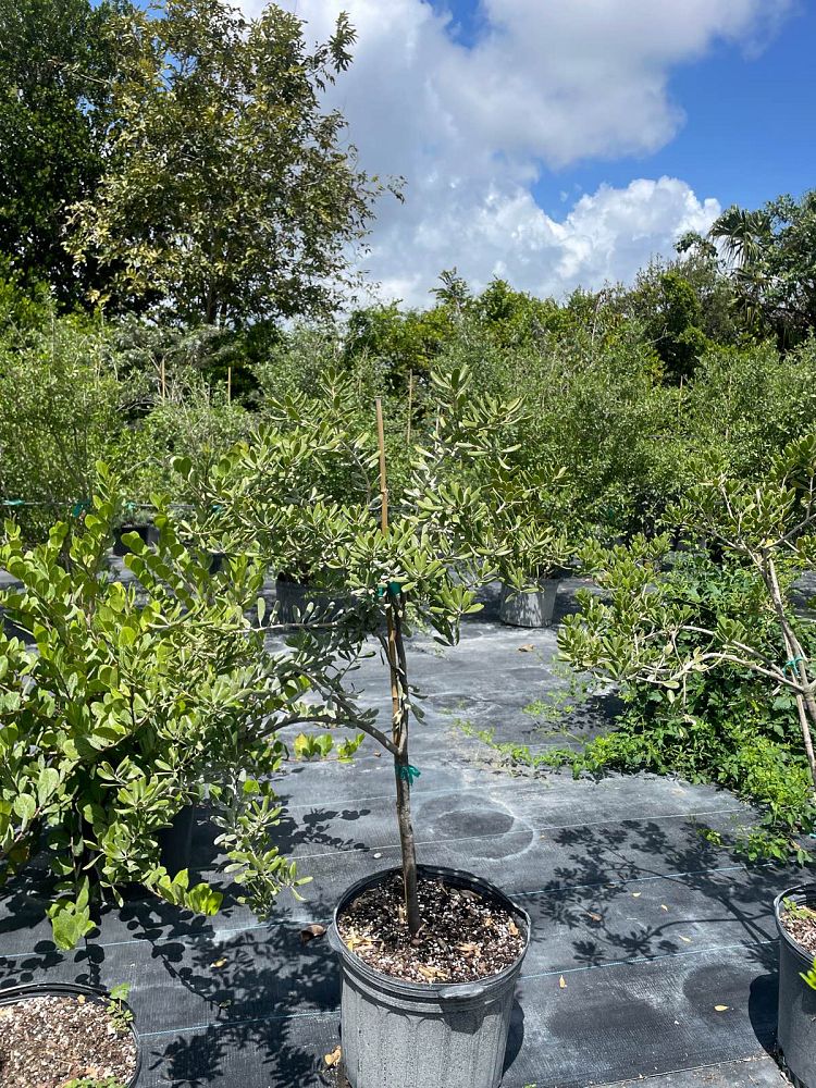 jacquinia-keyensis-joewood