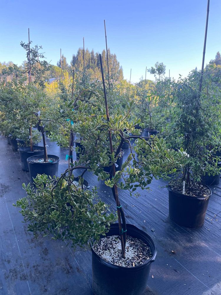 jacquinia-keyensis-joewood