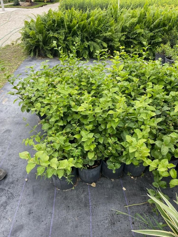 jasminum-jasmine