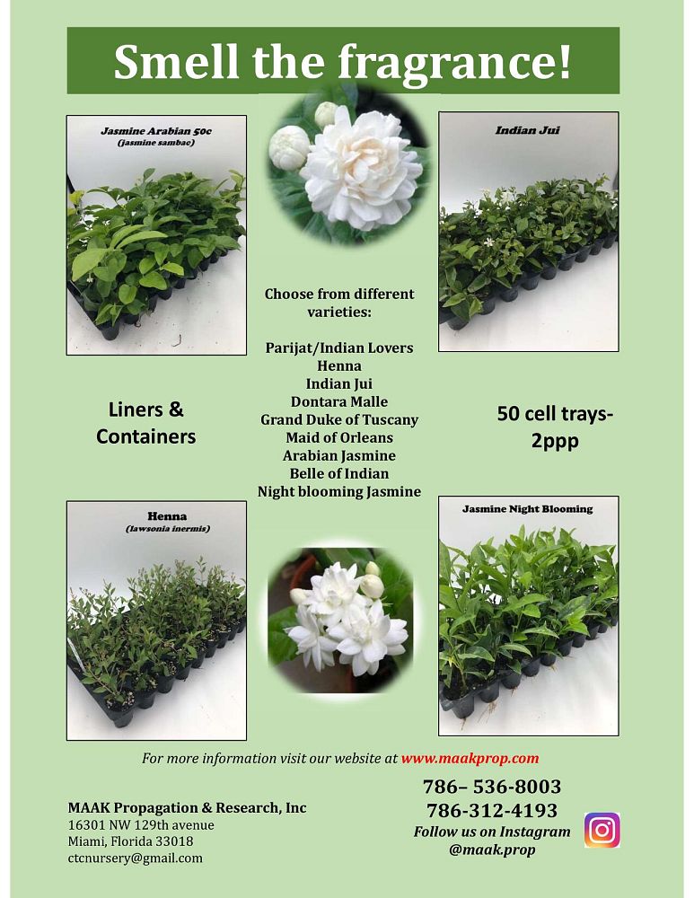 jasminum-magnificum-star-jasmine