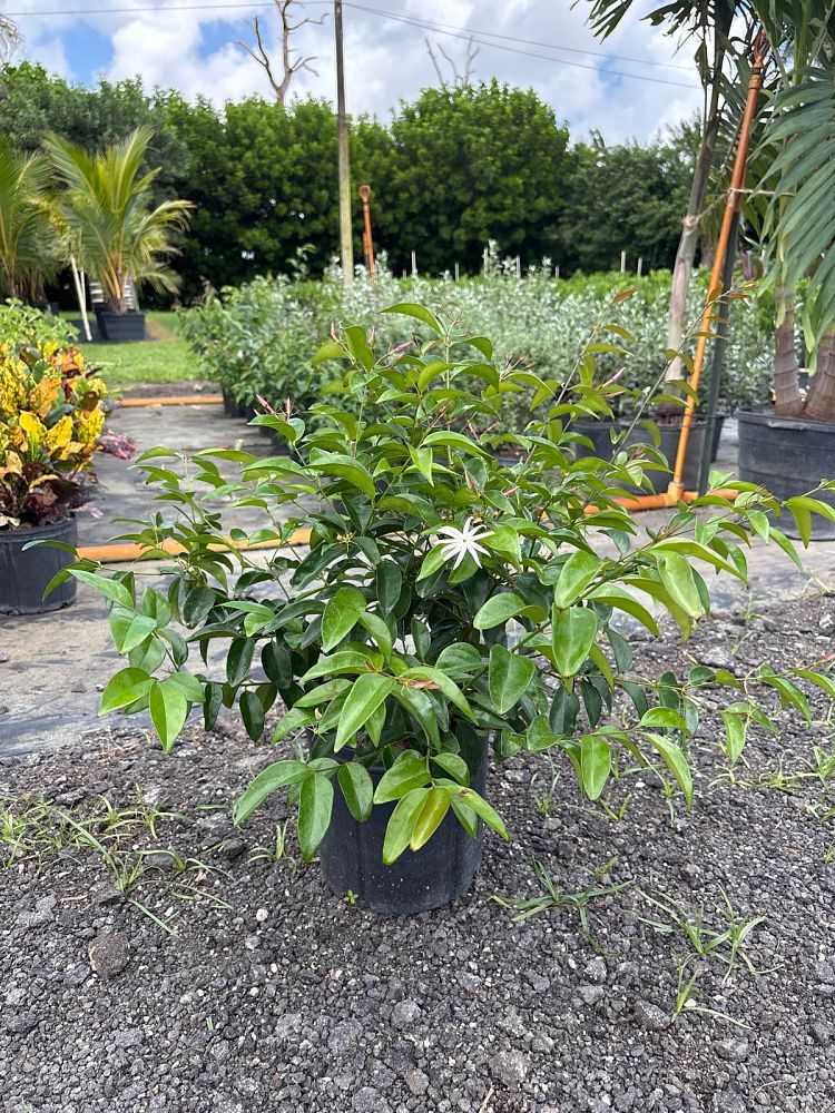 jasminum-magnificum-star-jasmine