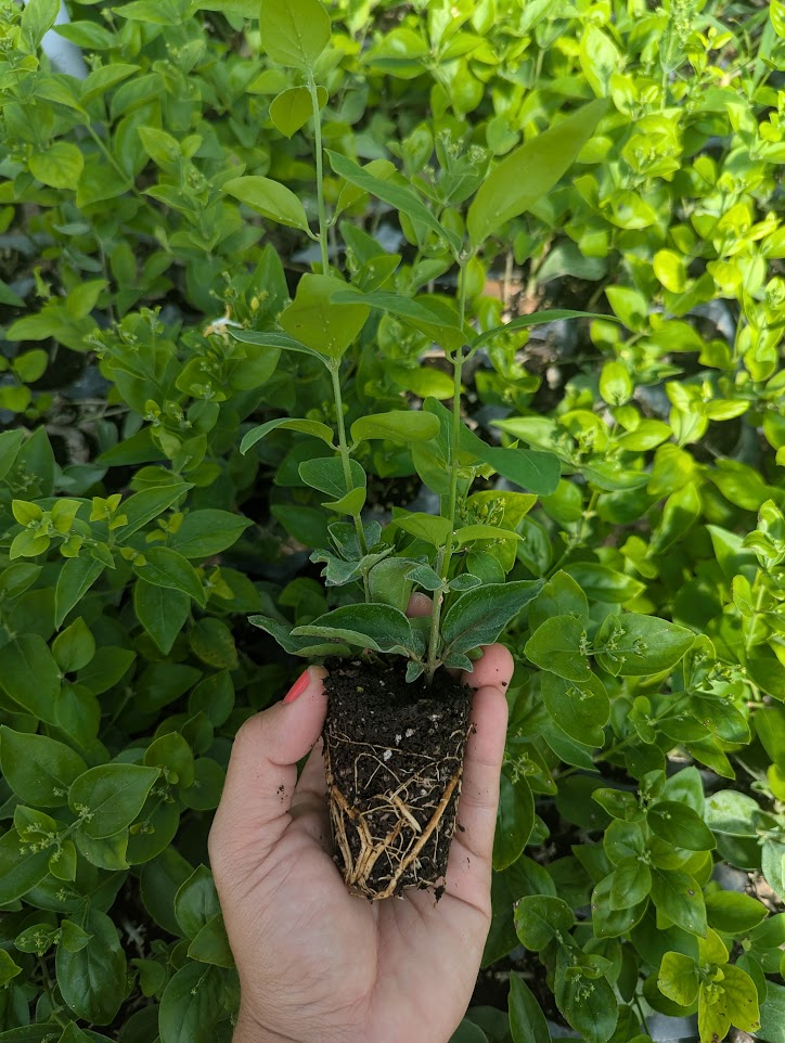 jasminum-molle