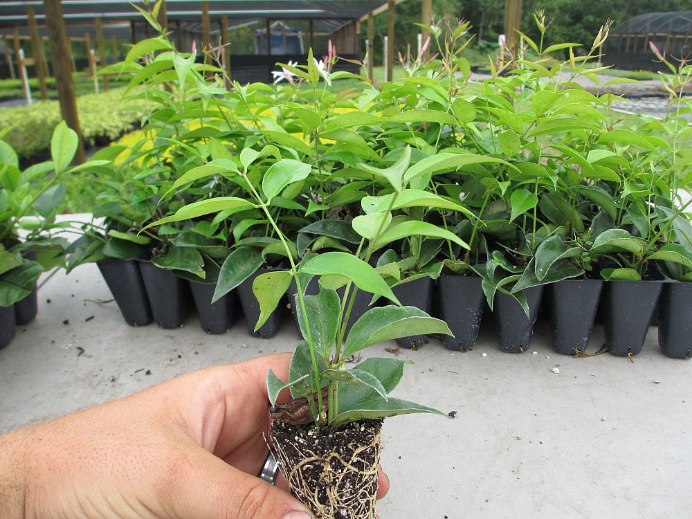 jasminum-multiflorum-jasmine-pubescens-downy-jasmine
