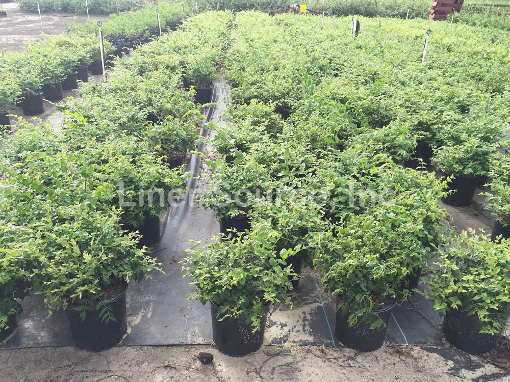 jasminum-multiflorum-jasmine-pubescens-downy-jasmine