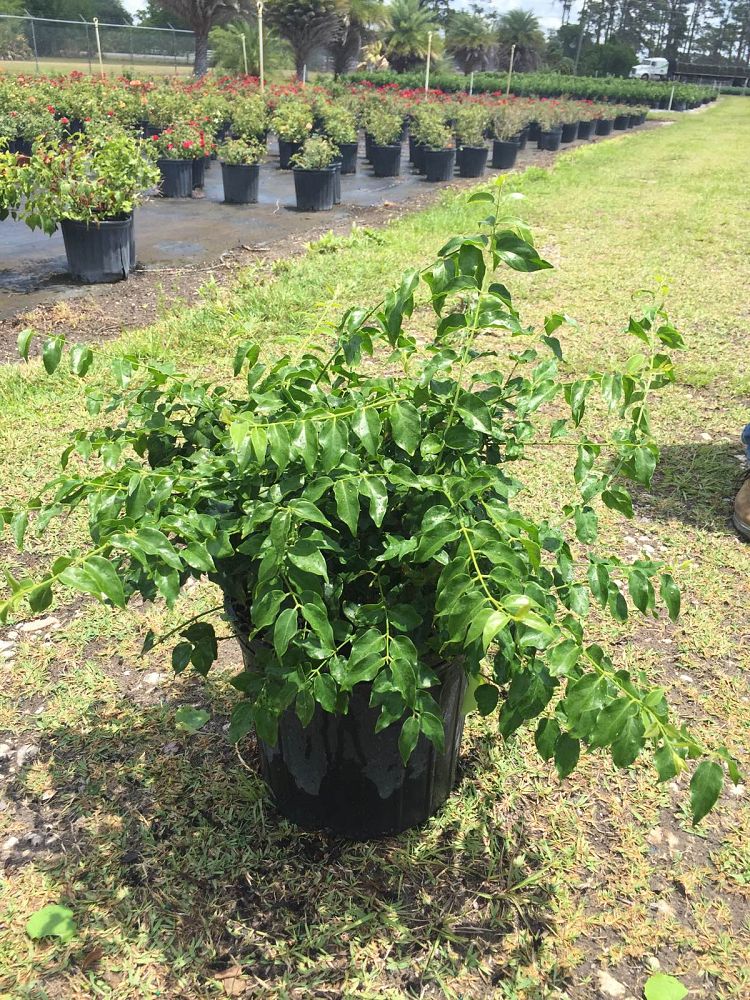 jasminum-multiflorum-jasmine-pubescens-downy-jasmine