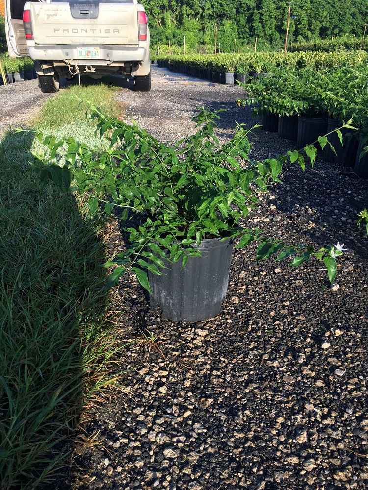 jasminum-multiflorum-jasmine-pubescens-downy-jasmine