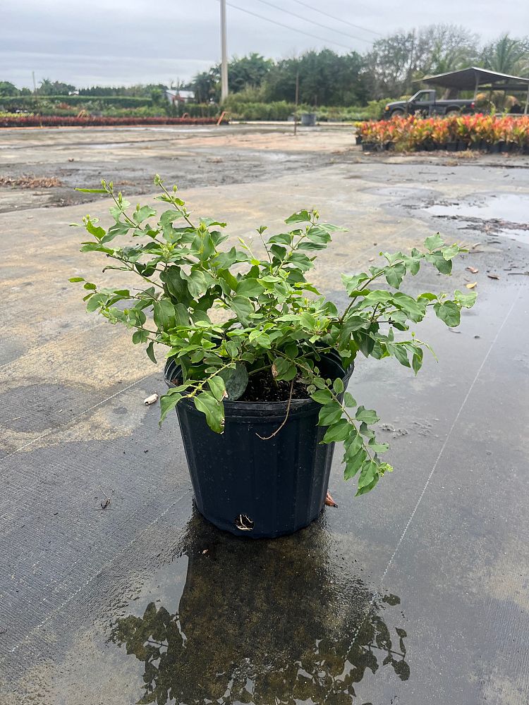 jasminum-multiflorum-jasmine-pubescens-downy-jasmine