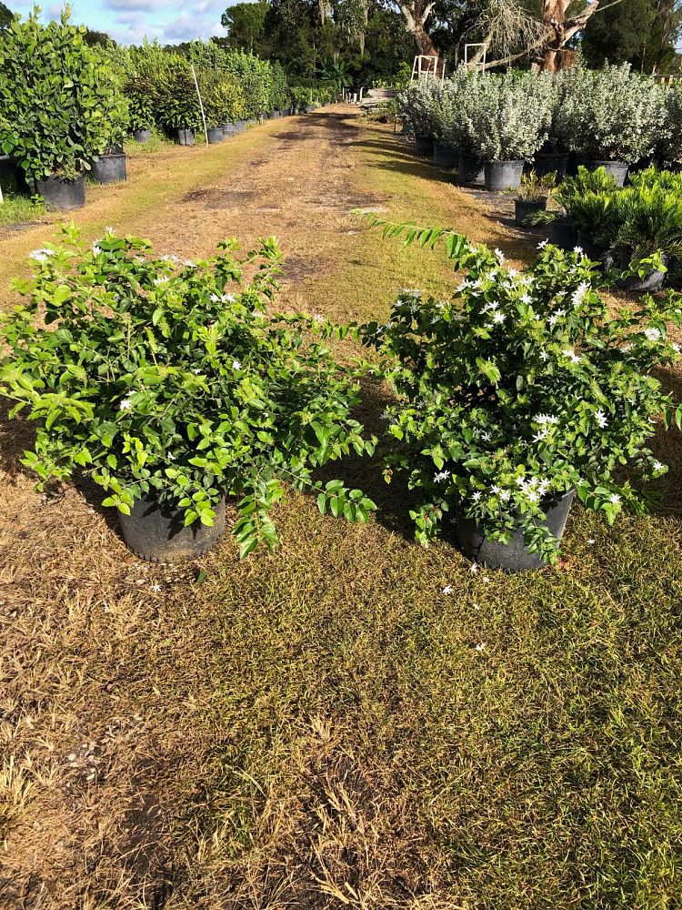 jasminum-multiflorum-jasmine-pubescens-downy-jasmine